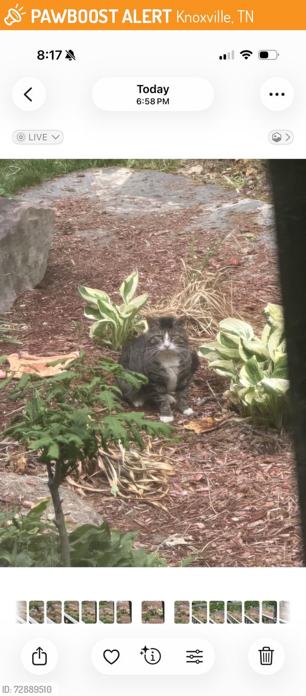 Found/Stray Unknown Cat last seen Northshore dr, Knoxville, TN 37922