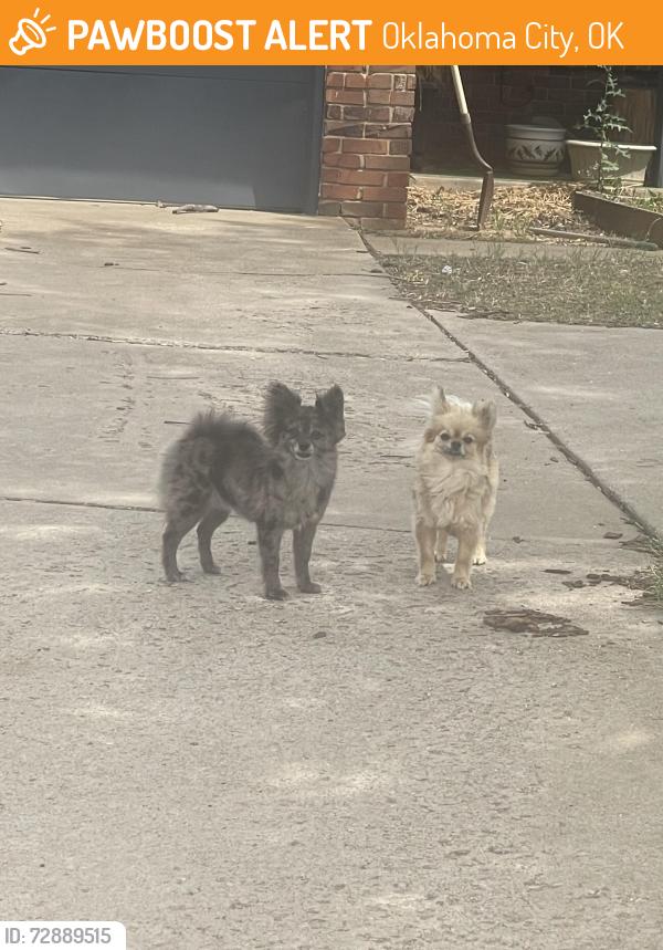 Found/Stray Unknown Dog last seen SW 78th St. and S. Villa Ave , Oklahoma City, OK 73159