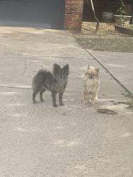 Found/Stray Unknown Dog last seen SW 78th St. and S. Villa Ave , Oklahoma City, OK 73159