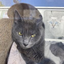 Shelter Stray Male Cat last seen , Philadelphia, PA 19140