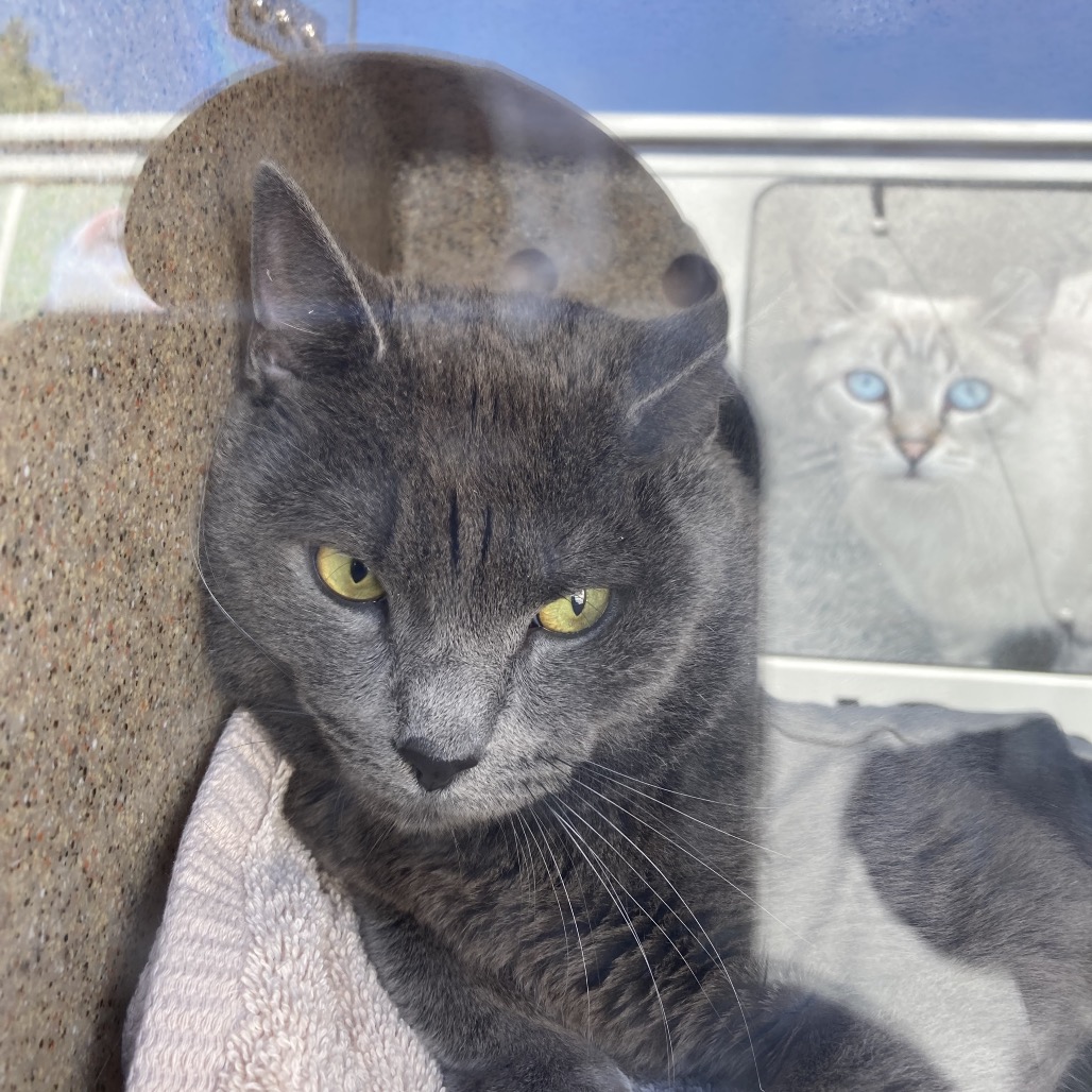 Shelter Stray Male Cat last seen , Philadelphia, PA 19140