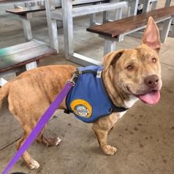 Shelter Stray Male Dog last seen , Greenville, SC 29609