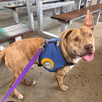 Shelter Stray Male Dog last seen , Greenville, SC 29609