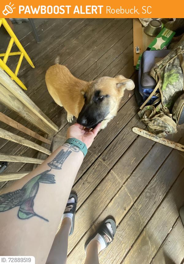 Found/Stray Male Dog last seen Southport Rd, Roebuck, SC 29376