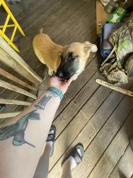 Found/Stray Male Dog last seen Southport Rd, Roebuck, SC 29376