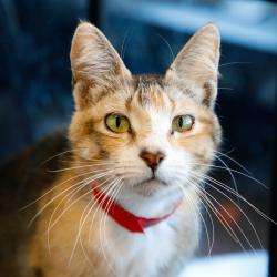 Shelter Stray Female Cat last seen , Tampa, FL 33607