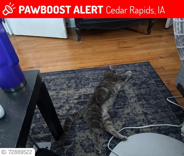 Lost Female Cat last seen If firehouse that is near a Smokin’ Joe’s, Cedar Rapids, IA 52403