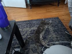 Lost Female Cat last seen If firehouse that is near a Smokin’ Joe’s, Cedar Rapids, IA 52403