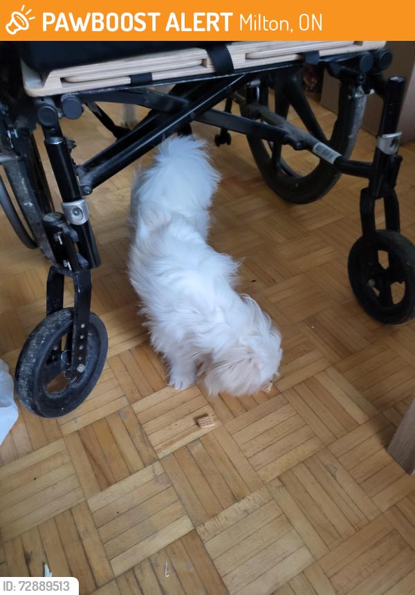Found/Stray Male Dog last seen Bronte st, Milton, ON 
