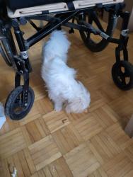 Found/Stray Male Dog last seen Bronte st, Milton, ON 