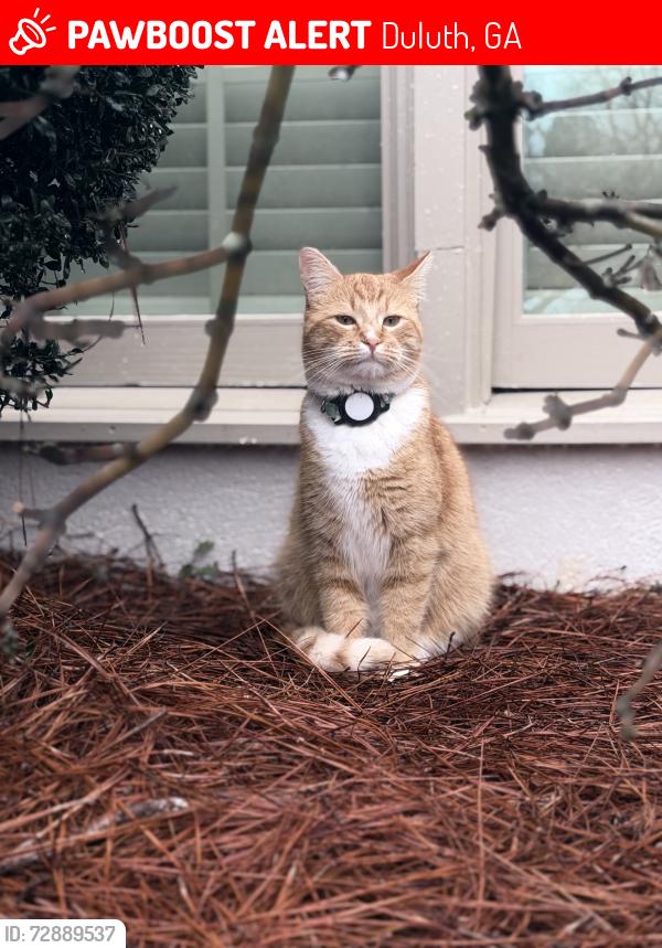 Lost Male Cat last seen Near medlock bridge subdivision , Duluth, GA 30097