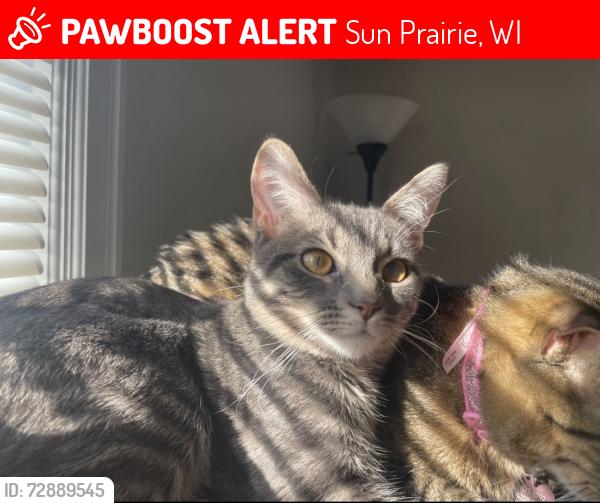 Lost Female Cat last seen A. Walker Way and Sunfield, near the library, Sun Prairie, WI 53590