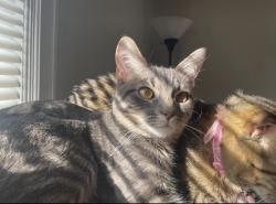 Lost Female Cat last seen A. Walker Way and Sunfield, near the library, Sun Prairie, WI 53590