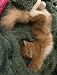 Lost Female Cat last seen E 45th Ave, Anchorage, AK 99503
