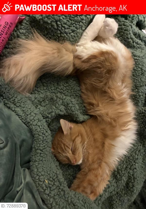 Lost Female Cat last seen E 45th Ave, Anchorage, AK 99503