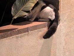 Found/Stray Unknown Cat last seen E Orange Grove Ave, Burbank, CA 91501