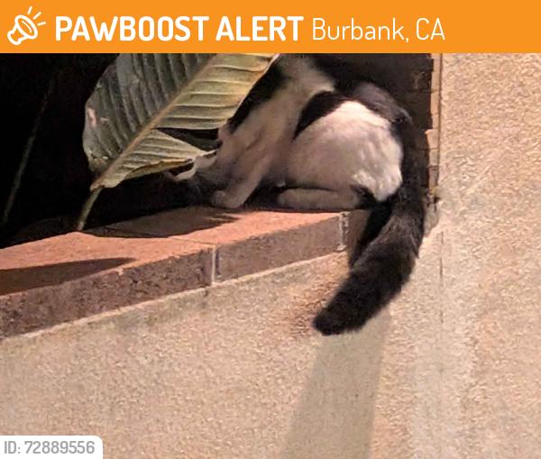 Found/Stray Unknown Cat last seen E Orange Grove Ave, Burbank, CA 91501