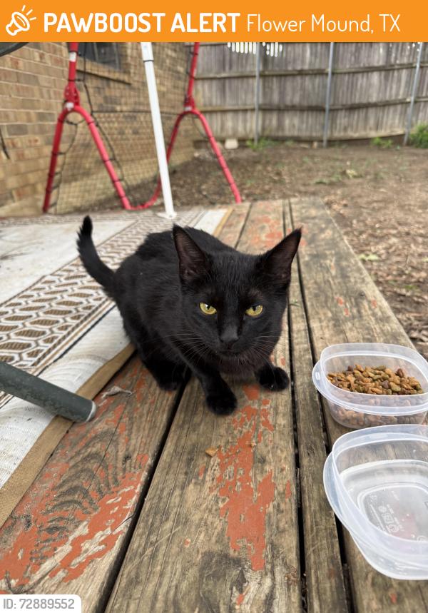 Found/Stray Female Cat last seen hmstd st and colony st , Flower Mound, TX 75028