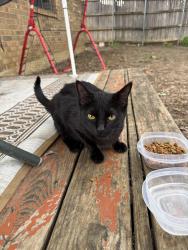 Found/Stray Female Cat last seen hmstd st and colony st , Flower Mound, TX 75028