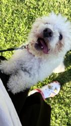 Lost Male Dog last seen Mt Vernon and belleview , San Bernardino, CA 92410