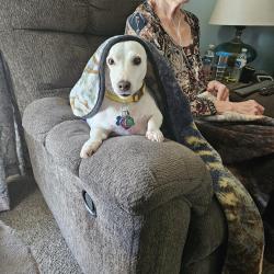 Reunited Female Dog last seen Orient between meridian Harry seneca, Wichita, KS 67217