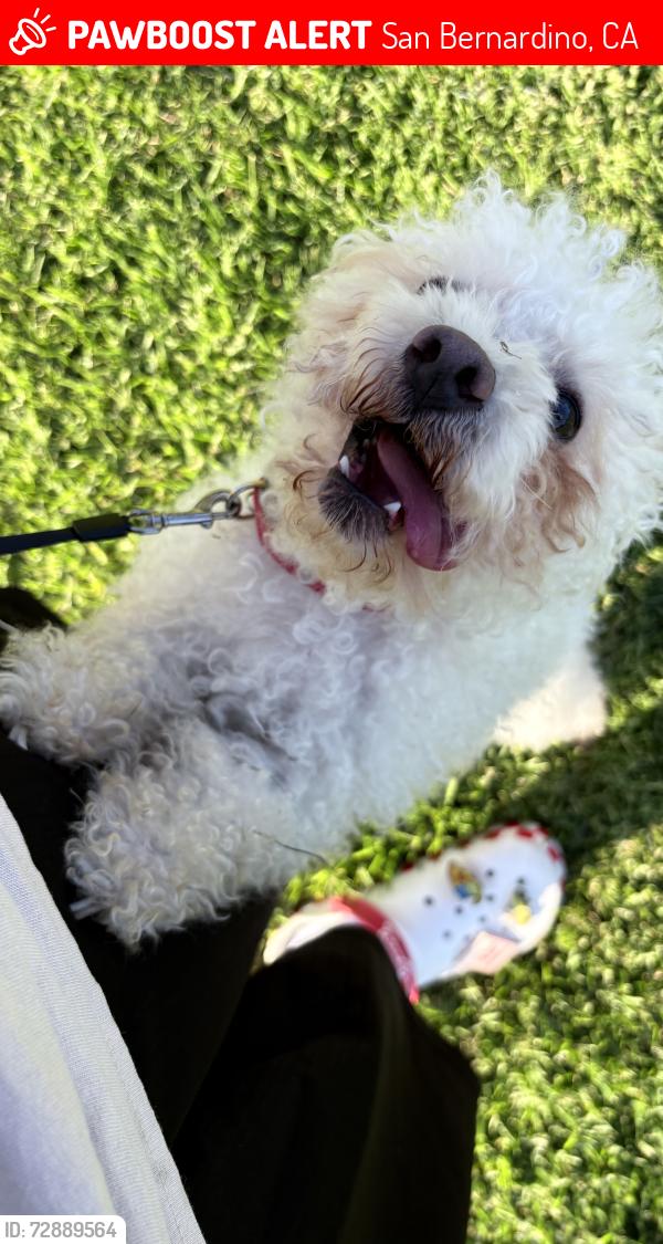 Lost Male Dog last seen Mt Vernon and belleview , San Bernardino, CA 92410