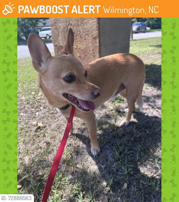 Found/Stray Male Dog last seen North Hampton and Kelly Road, Wilmington, NC 28409