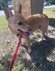 Found/Stray Male Dog last seen North Hampton and Kelly Road, Wilmington, NC 28409