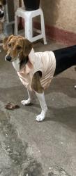 Lost Female Dog last seen Rua Margarida de Provença 36 Av. Encarnação , São Paulo, SP 