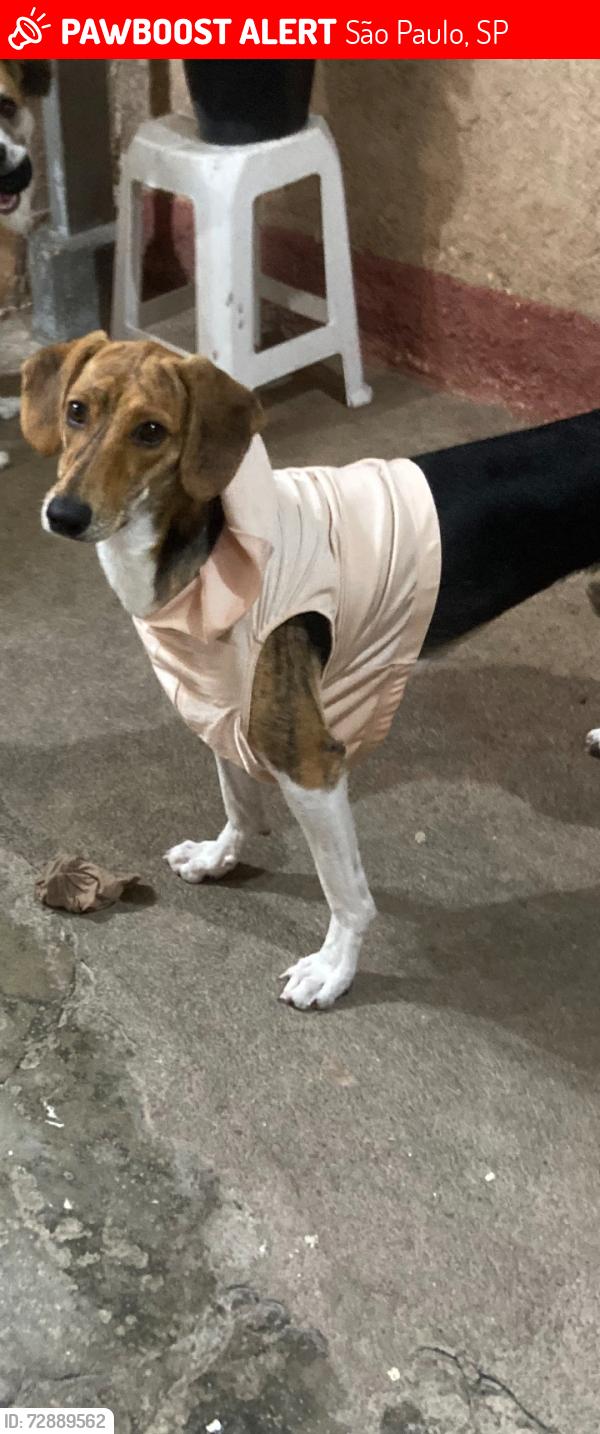 Lost Female Dog last seen Rua Margarida de Provença 36 Av. Encarnação , São Paulo, SP 