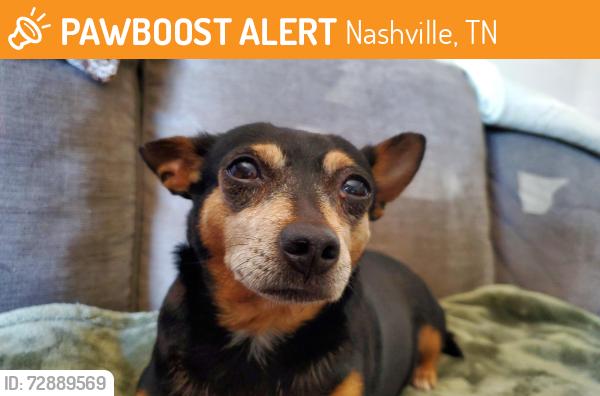 Found/Stray Female Dog last seen Rivergate Meadows Dr, Nashville, TN 37115