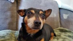 Found/Stray Female Dog last seen Rivergate Meadows Dr, Nashville, TN 37115