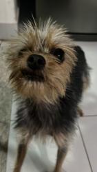 Lost Female Dog last seen Rua Helena Antipoff , Ibirité, MG 