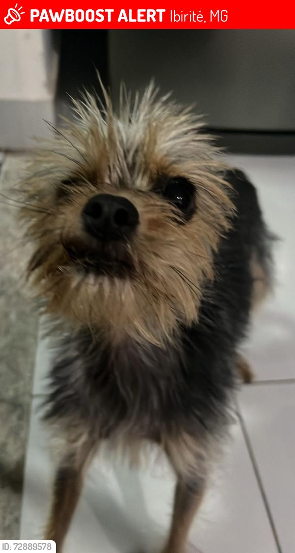 Lost Female Dog last seen Rua Helena Antipoff , Ibirité, MG 