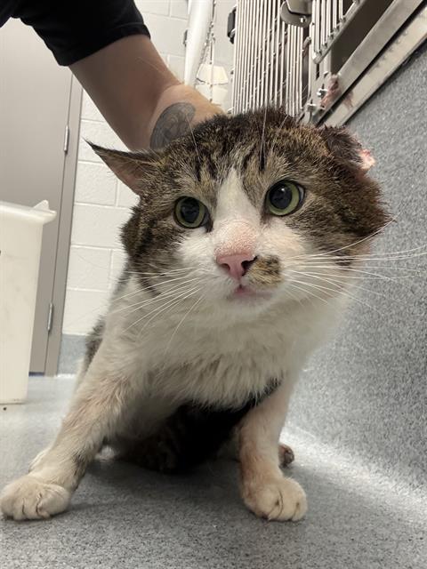 Shelter Stray Male Cat last seen Near , Indianapolis, IN 46221