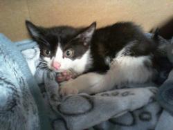Shelter Stray Female Cat last seen CHARLOTTE, Charlotte, NC 28217