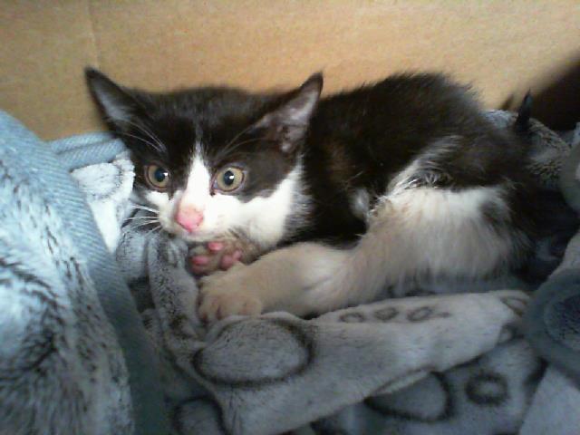 Shelter Stray Female Cat last seen CHARLOTTE, Charlotte, NC 28217