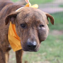 Shelter Stray Male Dog last seen FRIO CITY RD., San Antonio, TX 78227