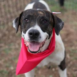 Shelter Stray Female Dog last seen FRIO CITY RD., San Antonio, TX 78227