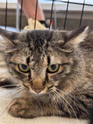 Shelter Stray Unknown Cat last seen , San Antonio, TX 78227