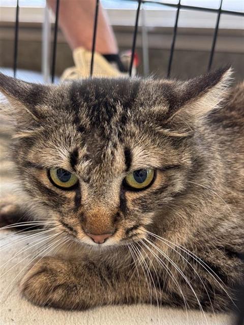 Shelter Stray Unknown Cat last seen , San Antonio, TX 78227