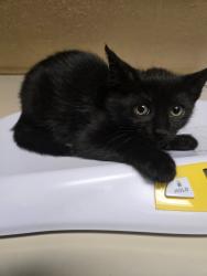 Shelter Stray Female Cat last seen Near BLOCK N SOMERSET AVE, WICHITA KS 67204, Wichita, KS 67219