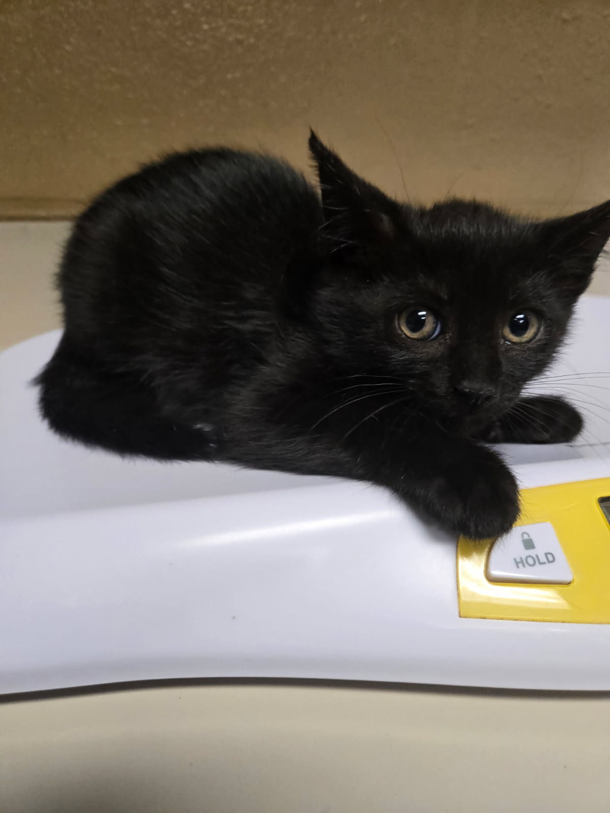 Shelter Stray Female Cat last seen Near BLOCK N SOMERSET AVE, WICHITA KS 67204, Wichita, KS 67219