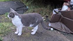 Reunited Male Cat last seen Mullinex, Olalla, WA 98359
