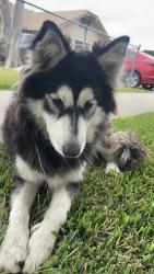 Found/Stray Female Dog last seen Near san bernardino highschool, San Bernardino, CA 92405