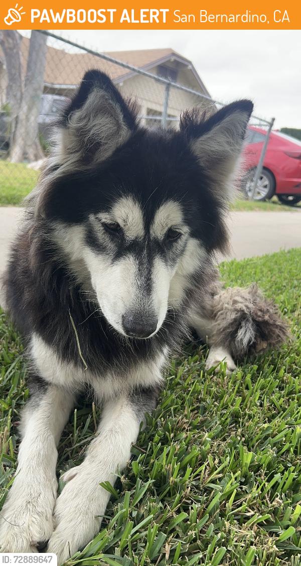 Found/Stray Female Dog last seen Near san bernardino highschool, San Bernardino, CA 92405