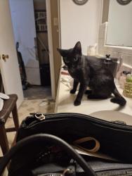 Lost Female Cat last seen Near Timothy dr, Burleson, TX 76028
