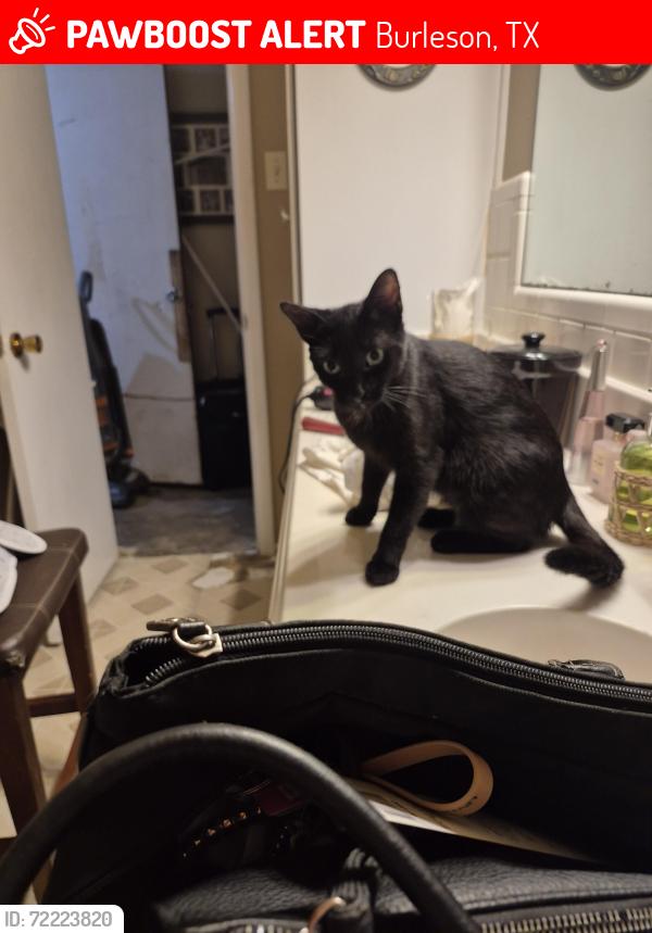 Lost Female Cat last seen Near Timothy dr, Burleson, TX 76028