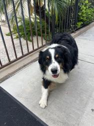 Reunited Male Dog last seen Palm ave and to Pl, Riverside, CA 92506