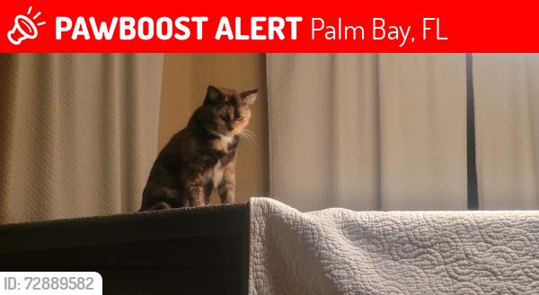 Lost Male Cat last seen Forgun  and Hallmark , Palm Bay, FL 32909